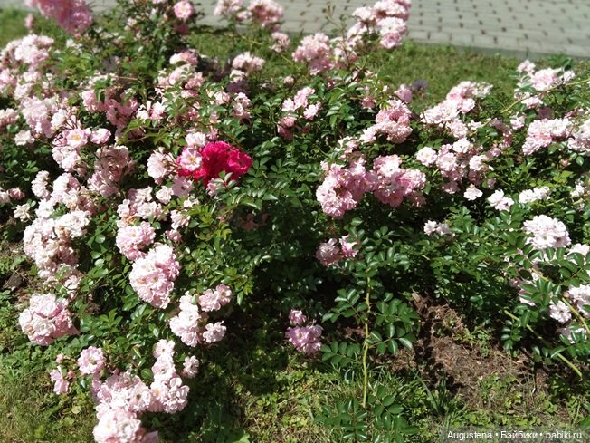 Дамы в розарии — Гибриды шарнирных кукол (не БЖД): подбор тела (фото 7)