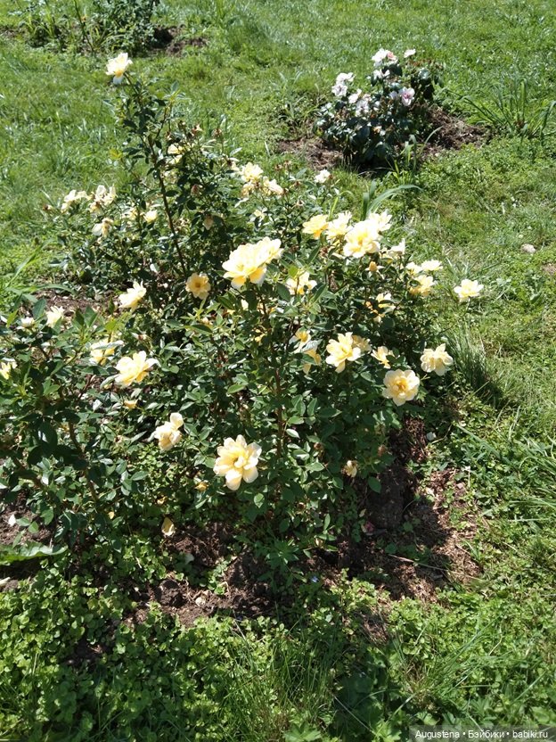 Дамы в розарии — Гибриды шарнирных кукол (не БЖД): подбор тела