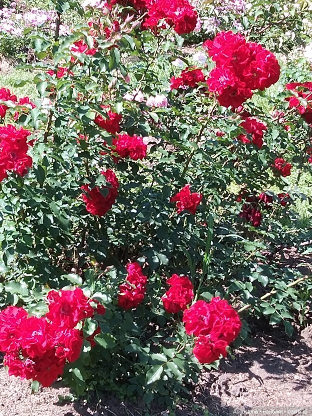 Дамы в розарии — Гибриды шарнирных кукол (не БЖД): подбор тела