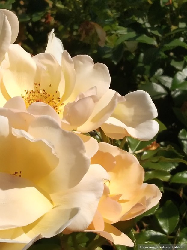 Дамы в розарии — Гибриды шарнирных кукол (не БЖД): подбор тела