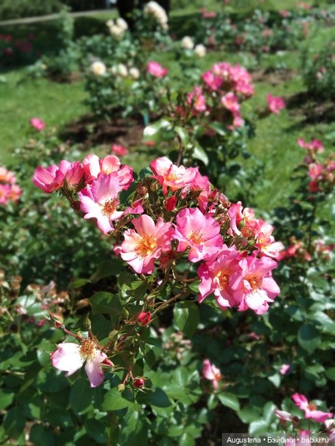 Дамы в розарии — Гибриды шарнирных кукол (не БЖД): подбор тела