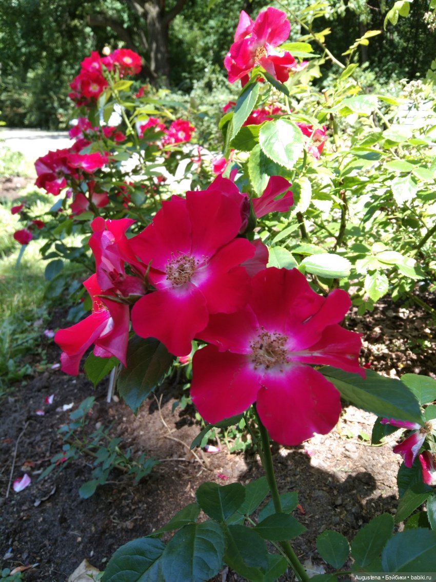 Дамы в розарии — Гибриды шарнирных кукол (не БЖД): подбор тела (фото 6)