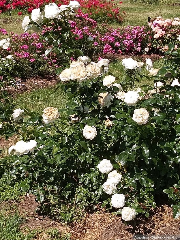 Дамы в розарии — Гибриды шарнирных кукол (не БЖД): подбор тела