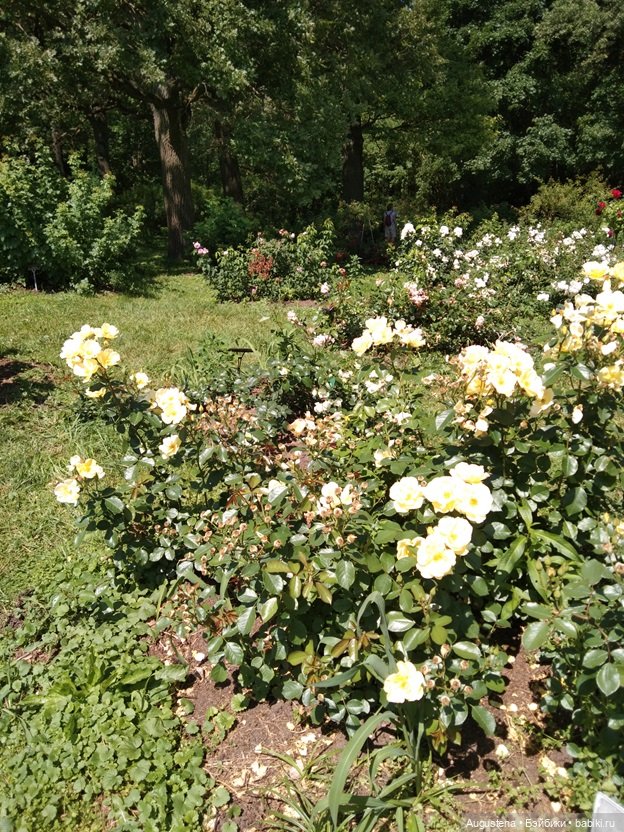 Дамы в розарии — Гибриды шарнирных кукол (не БЖД): подбор тела