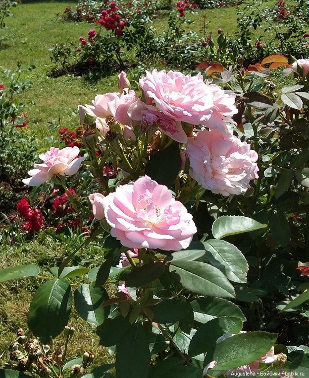 Дамы в розарии — Гибриды шарнирных кукол (не БЖД): подбор тела