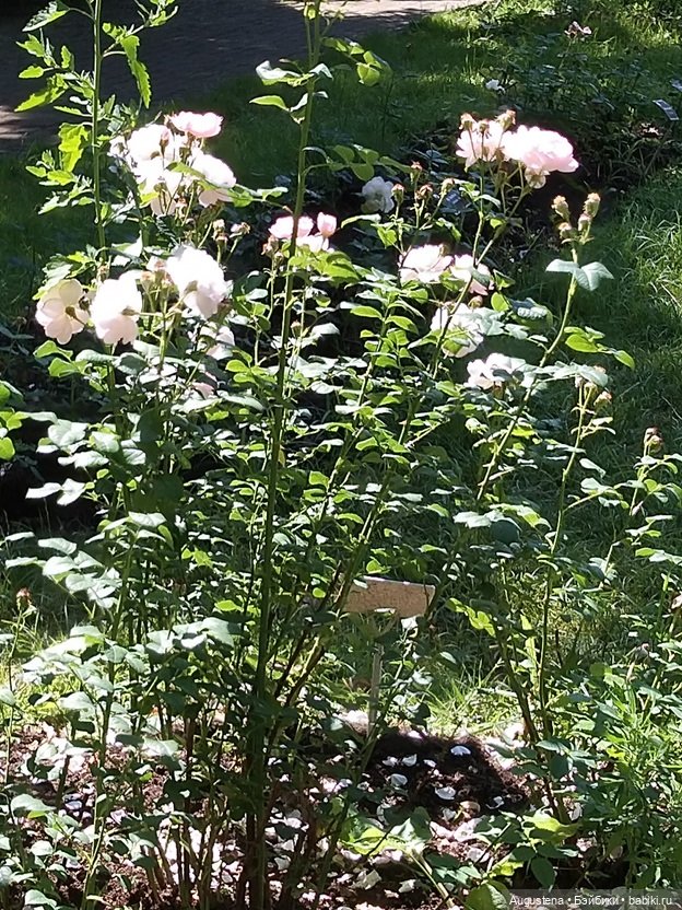 Дамы в розарии — Гибриды шарнирных кукол (не БЖД): подбор тела (фото 10)