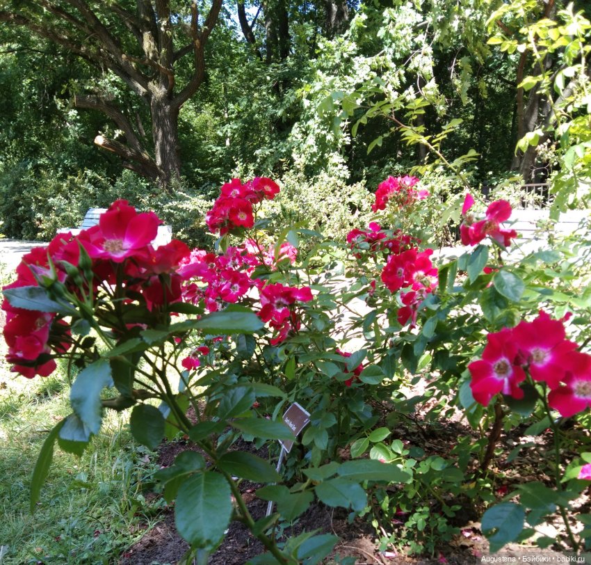 Дамы в розарии — Гибриды шарнирных кукол (не БЖД): подбор тела