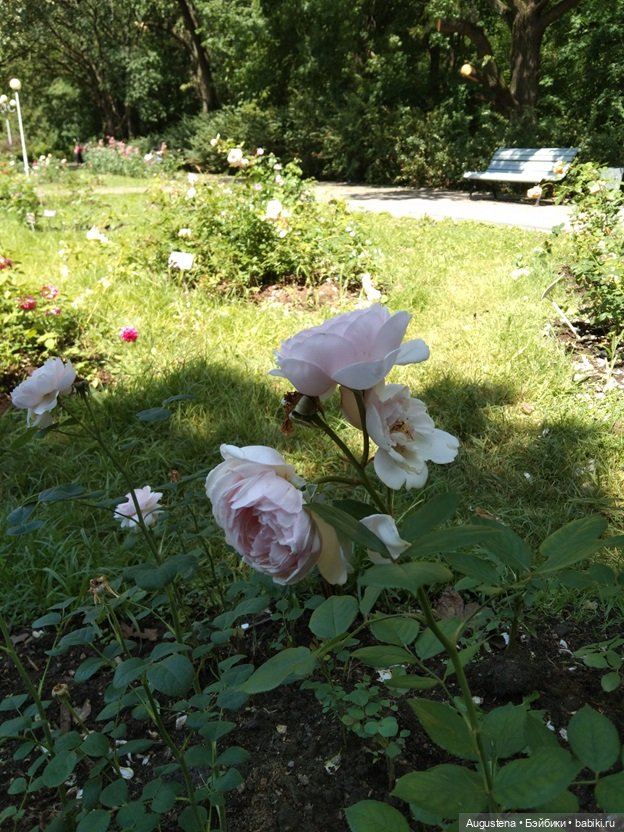 Дамы в розарии — Гибриды шарнирных кукол (не БЖД): подбор тела (фото 5)