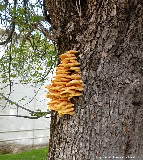 Измайловский остров 30.08.2025 | Бэйбики Измайловский остров 30.08.2025