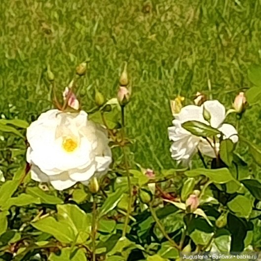 Измайловский остров 30.08.2025 | Бэйбики Измайловский остров 30.08.2025 (фото 10)