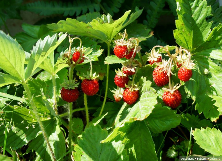 Поворот на лето 2025 — Болталка и разговоры обо всем: жизнь (фото 3)