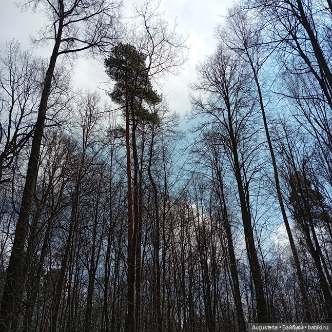 Апрельский день в Измайловском парке | Бэйбики Апрельский день в Измайловском парке (фото 3)