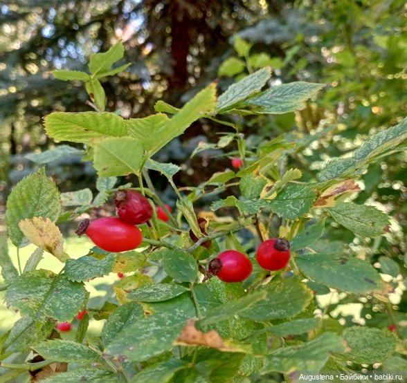 Зарисовка с Дулей. 16.09.26 (фото 4)