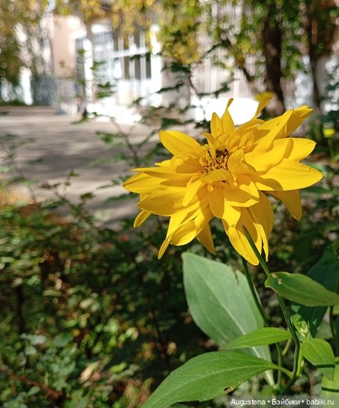 Зарисовка с Дулей. 16.09.26