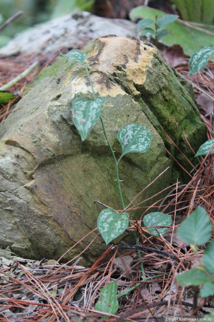 Ярина. Кукла из ткани — Авторские текстильные куклы: Вальдорфские