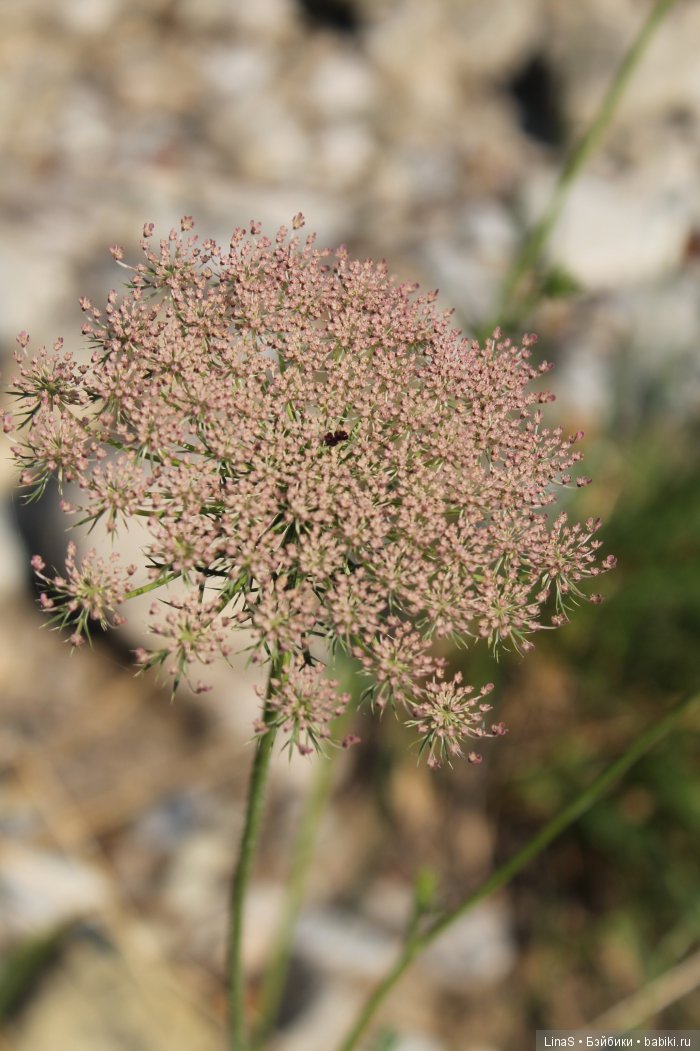 Ярина. Кукла из ткани — Авторские текстильные куклы: Вальдорфские