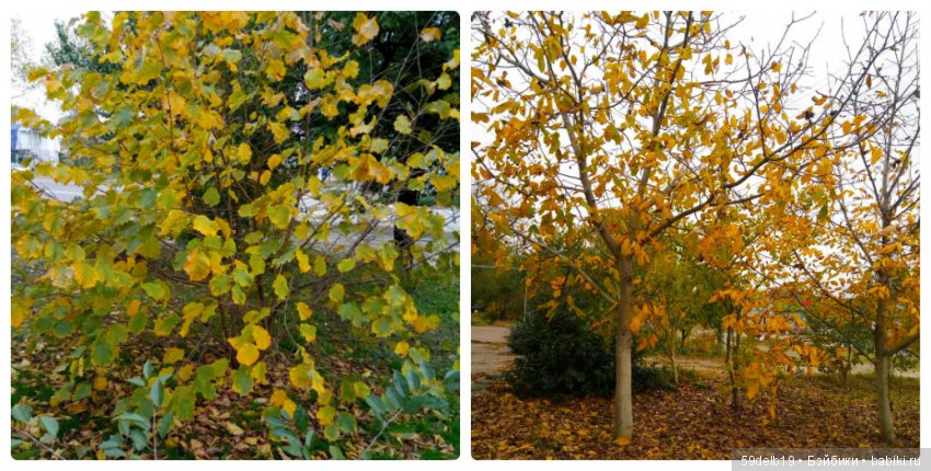 «БАБЬЕ ЛЕТО... ЦВЕТУТ СЕНТЯБРИНКИ...»