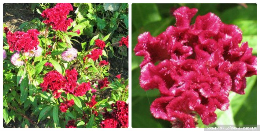 «БАБЬЕ ЛЕТО... ЦВЕТУТ СЕНТЯБРИНКИ...»