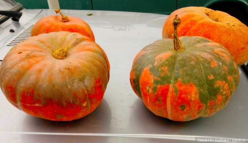 «БАБЬЕ ЛЕТО... ЦВЕТУТ СЕНТЯБРИНКИ...»