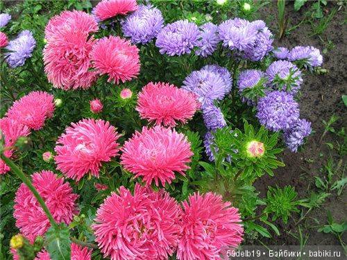 «БАБЬЕ ЛЕТО... ЦВЕТУТ СЕНТЯБРИНКИ...» (фото 5)