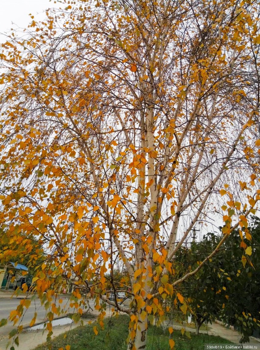 «БАБЬЕ ЛЕТО... ЦВЕТУТ СЕНТЯБРИНКИ...» (фото 10)