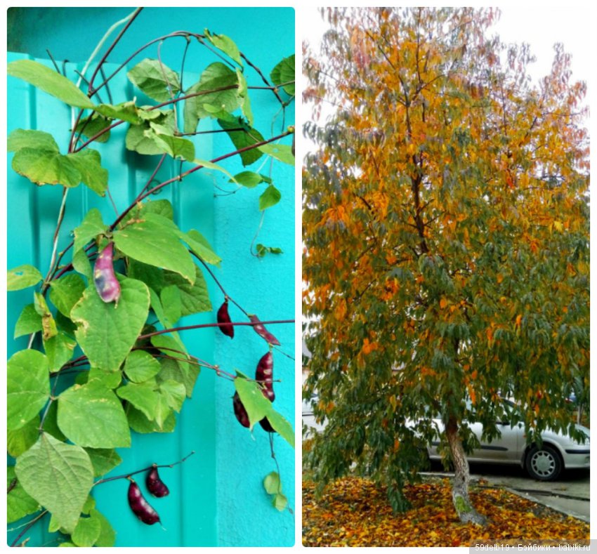 «БАБЬЕ ЛЕТО... ЦВЕТУТ СЕНТЯБРИНКИ...»