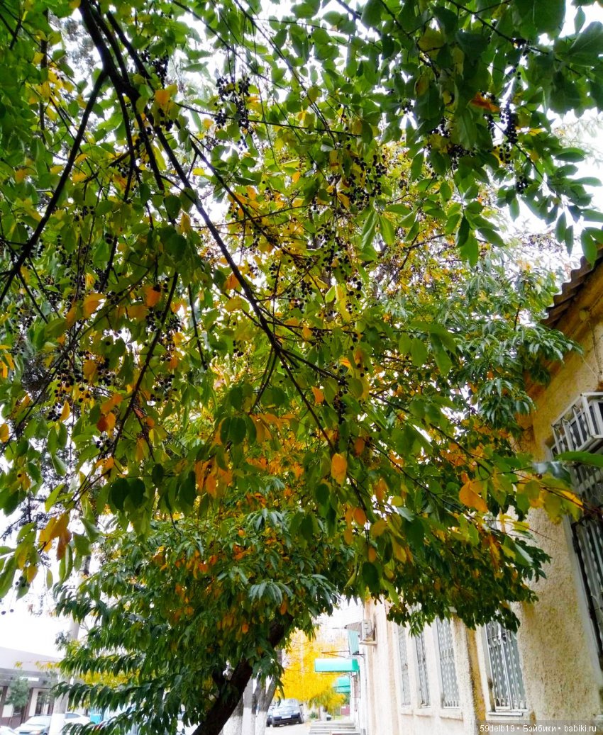 «БАБЬЕ ЛЕТО... ЦВЕТУТ СЕНТЯБРИНКИ...»