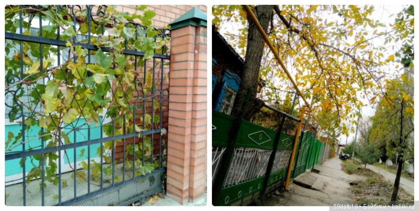 «БАБЬЕ ЛЕТО... ЦВЕТУТ СЕНТЯБРИНКИ...»