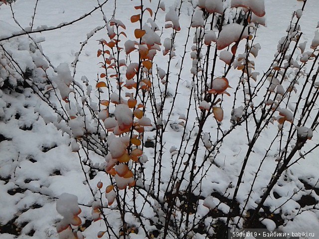 Неприглашённой и непрошенной негаданно пришла зима (фото 8)