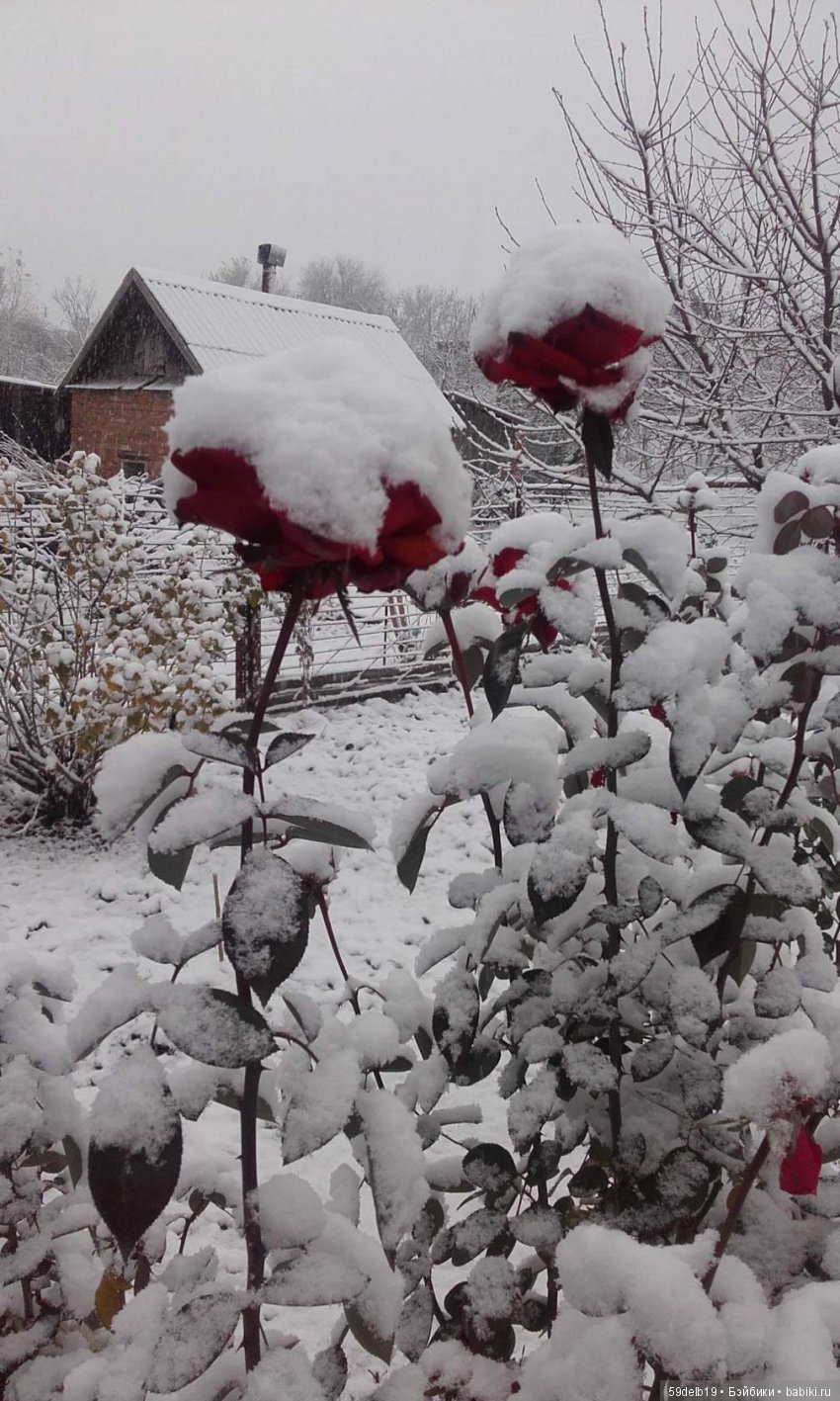 Неприглашённой и непрошенной негаданно пришла зима (фото 9)