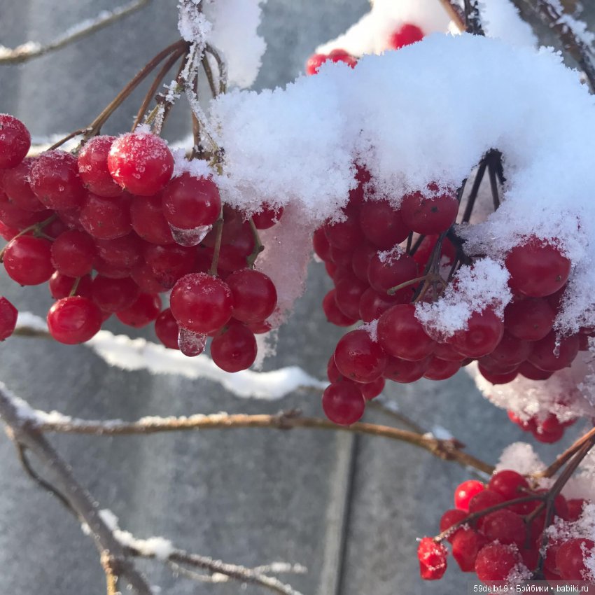 Неприглашённой и непрошенной негаданно пришла зима (фото 2)
