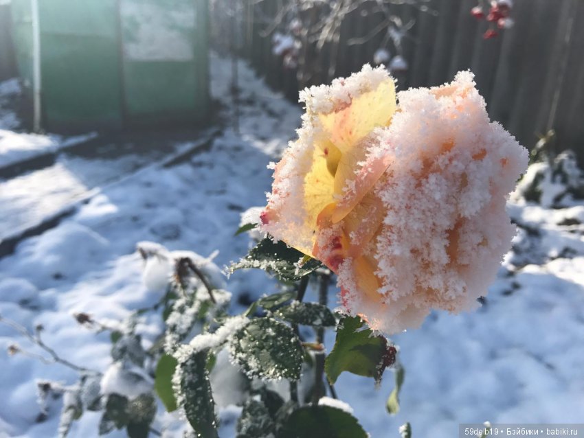 Неприглашённой и непрошенной негаданно пришла зима (фото 6)