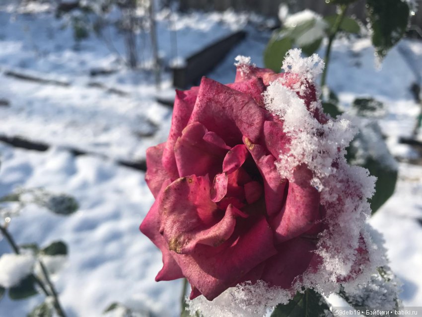 Неприглашённой и непрошенной негаданно пришла зима (фото 7)