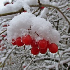 Неприглашённой и непрошенной негаданно пришла зима...