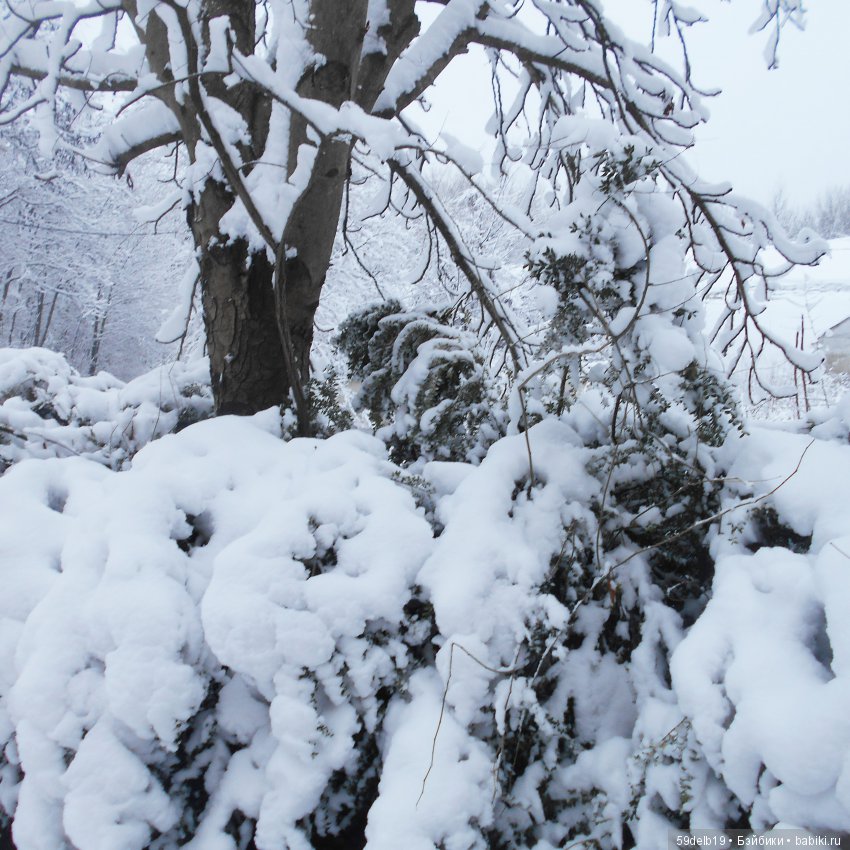Неприглашённой и непрошенной негаданно пришла зима (фото 4)