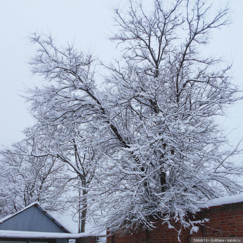 Неприглашённой и непрошенной негаданно пришла зима (фото 3)