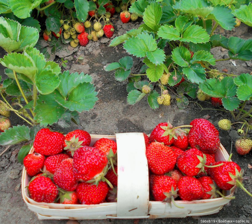 Клубника поспела - ароматом манит (фото 4)