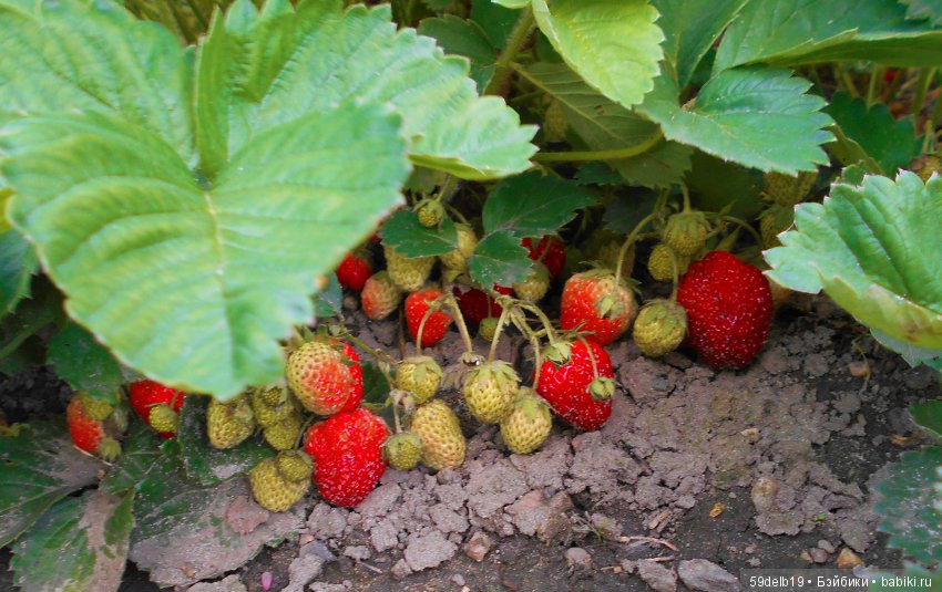Клубника поспела - ароматом манит (фото 3)