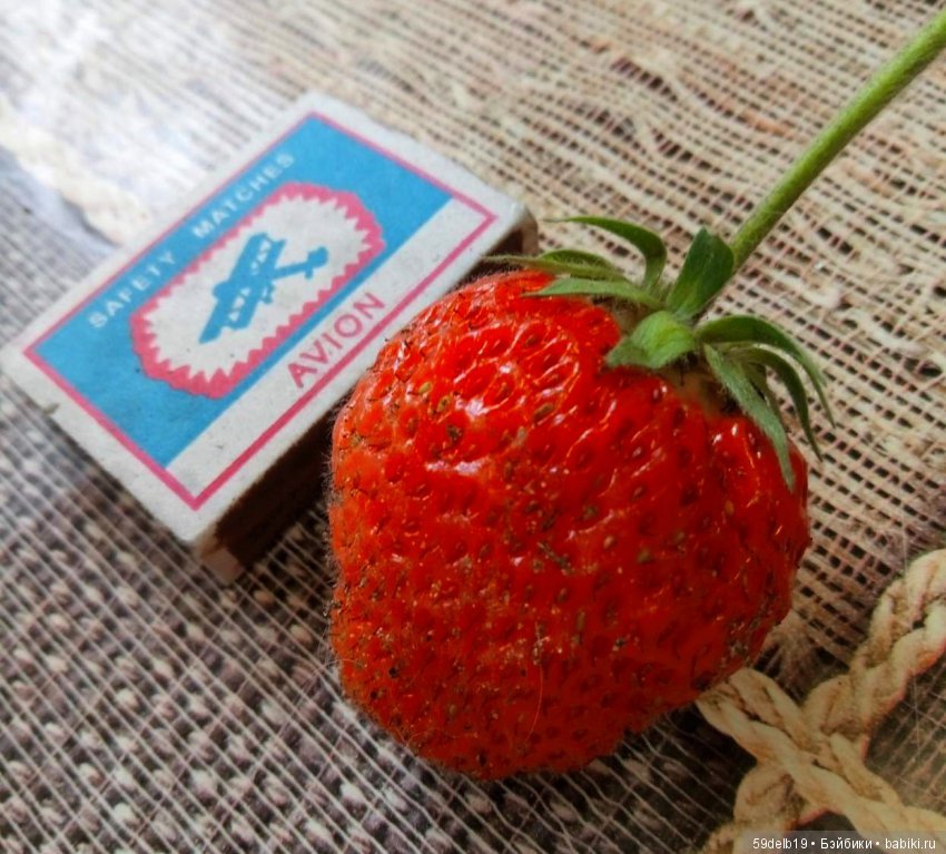 Клубника поспела - ароматом манит (фото 6)
