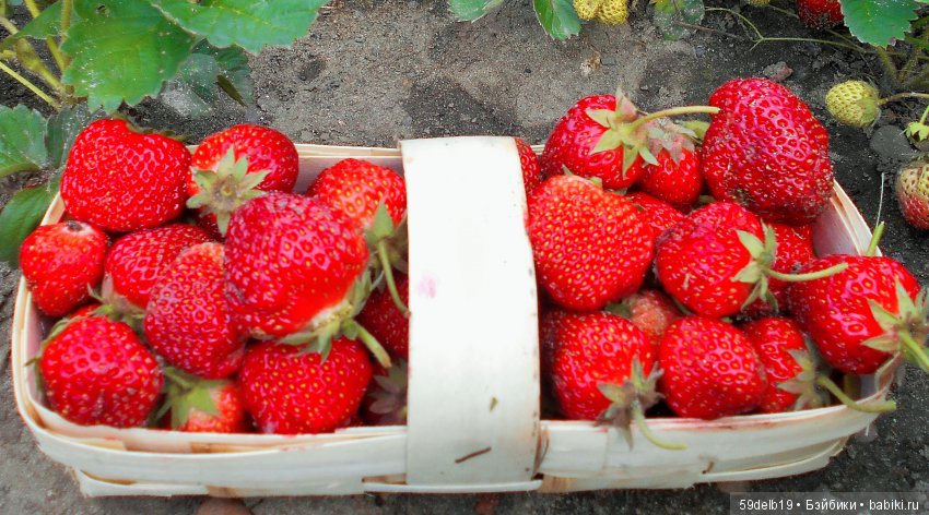 Клубника поспела - ароматом манит (фото 9)
