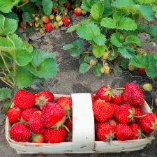 Клубника поспела - ароматом манит