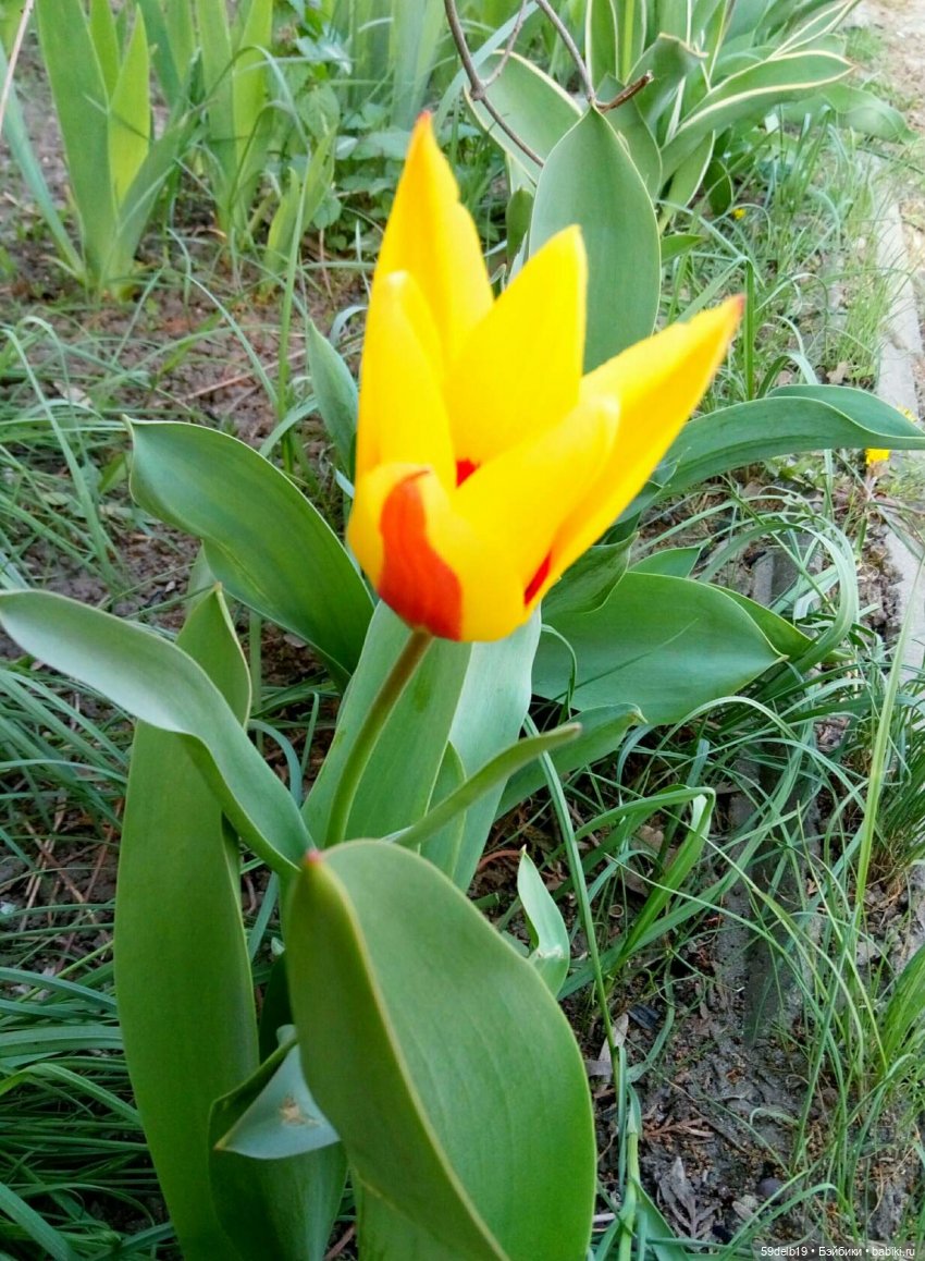 59delb19  GALINA  BURDINA, одежда для кукол