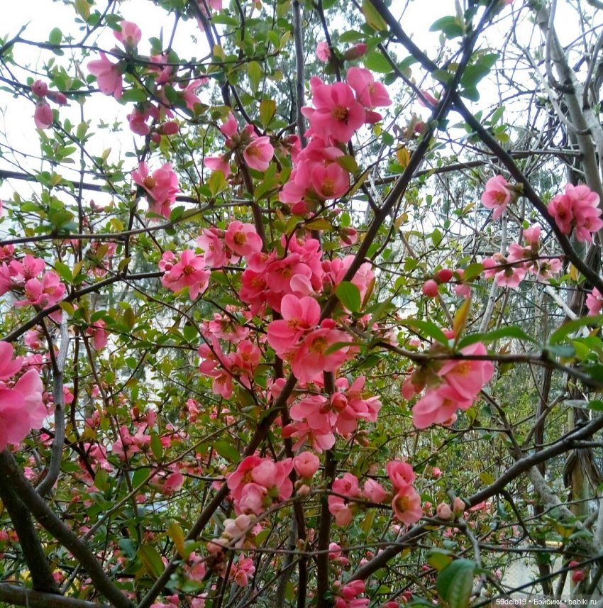 59delb19  GALINA  BURDINA, одежда для кукол