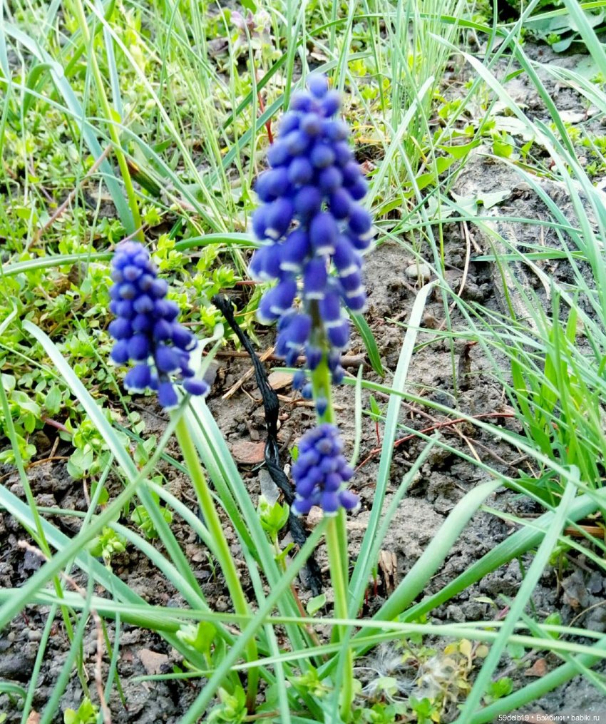 59delb19  GALINA  BURDINA, одежда для кукол