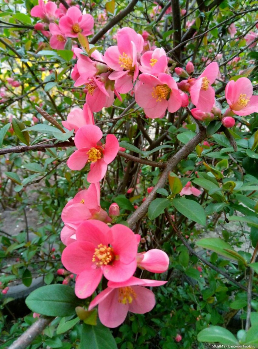 59delb19  GALINA  BURDINA, одежда для кукол