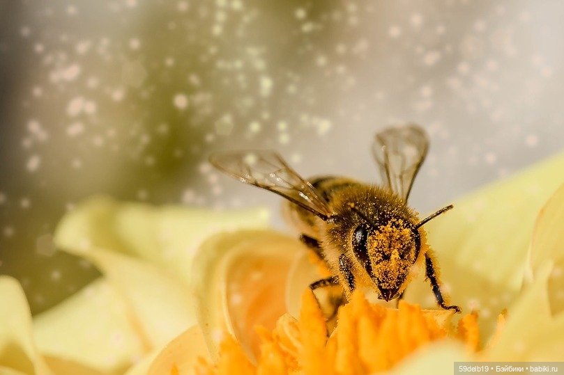 Медовый Спас Медовый Спас