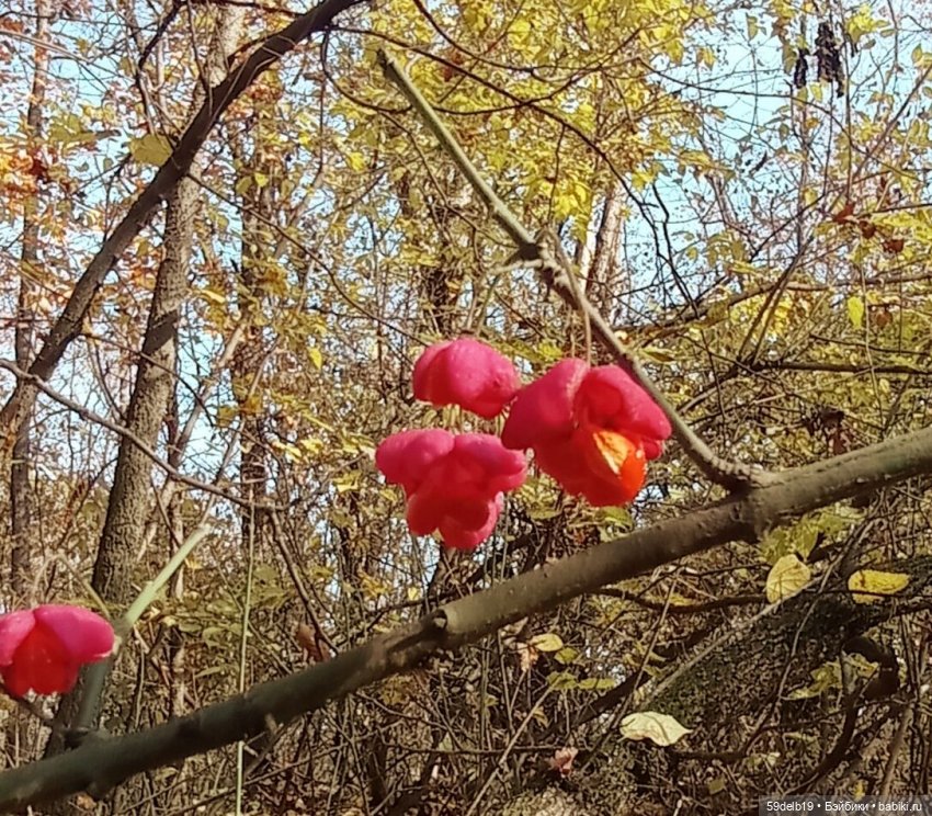 Имонна и аленький цветочек (фото 7)