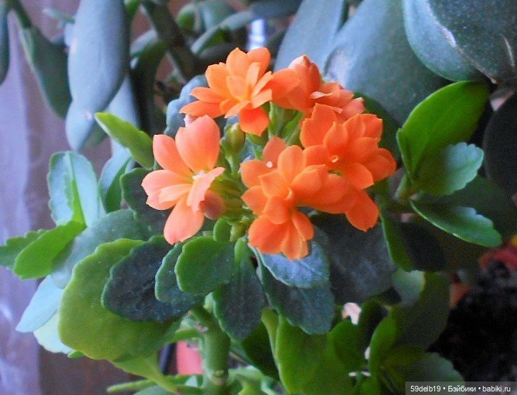 Мои комнатные цветы