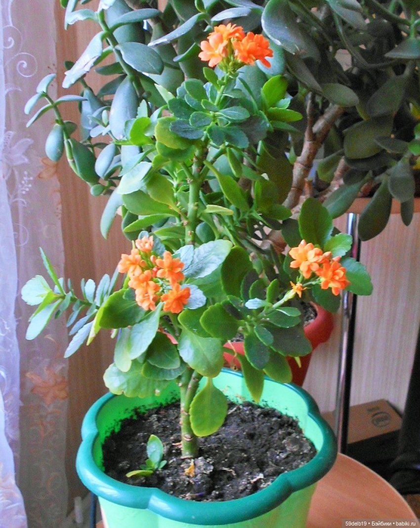 Мои комнатные цветы