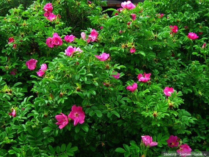 Паолочки с шиповником — Куклы Paola Reina (Паола Рейна): новинки (фото 7)